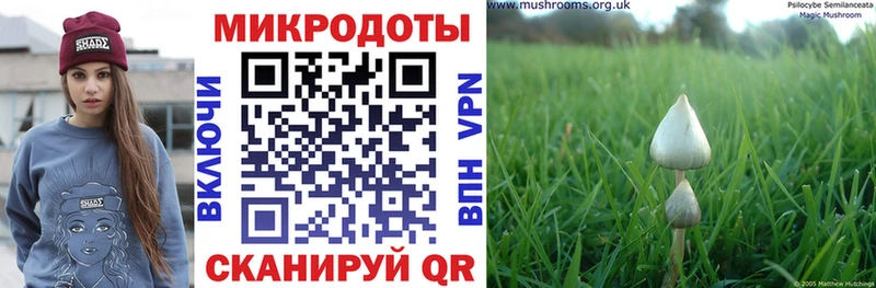 Псилоцибиновые грибы Psilocybe  купить   Хасавюрт 